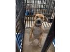 Adopt Honey a Retriever