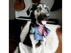 Adopt Gypsy a German Shepherd Dog, Hound