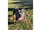 Adopt Brunhilda a Pit Bull Terrier