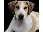 Adopt Milwaukee a Foxhound, Labrador Retriever