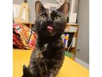 Adopt EMBER *HERE TO LIGHT UP YOUR LIFE* FELUK+ a Domestic Short Hair