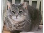 Adopt CELINE *SEEKING QUIET & COZY* a Domestic Short Hair