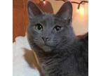 Adopt Pollyanna a Domestic Short Hair