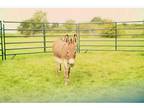 2 Female Mini Registered Donkeys