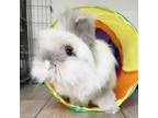 Adopt Junebug a Lionhead