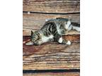 Adopt Winky (CH Kitten) a Tabby