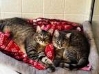 Adopt Joey and Jess a Domestic Short Hair