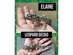 Adopt ELAINE a Gecko