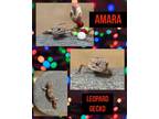 Adopt AMARA a Gecko