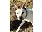 Adopt Pinkie a Labrador Retriever, Shepherd