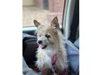 Adopt Marnie a Silky Terrier