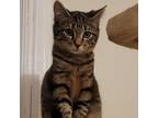 Adopt Hazel a Tabby