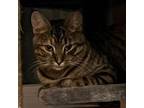 Adopt Holly a Tabby