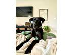 Adopt June a Black Labrador Retriever, Great Dane