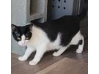 Adopt Salt a Domestic Short Hair