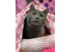 Adopt Olivia a Domestic Short Hair