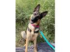 Adopt Nikita a German Shepherd Dog