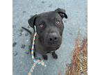 Adopt Ash a American Staffordshire Terrier, Black Labrador Retriever