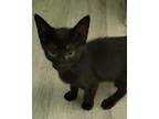 Adopt Diablo a Domestic Short Hair