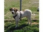Adopt Bo-(The Twins) a Cattle Dog, Great Pyrenees