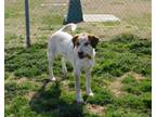 Adopt Luke-(The Twins) a Cattle Dog, Great Pyrenees