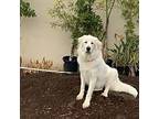 Adopt DRIFTER a Great Pyrenees