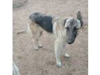 Adopt Chili - of the Belgian Malinois x family a Belgian Shepherd / Malinois