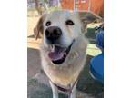 Adopt Nash a Golden Retriever