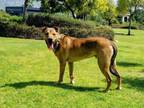 Adopt HUGO a German Shepherd Dog, Mixed Breed