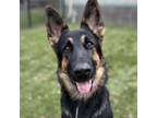 Adopt Callisto - ECAS a German Shepherd Dog