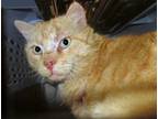 Adopt Noodle* a Domestic Short Hair
