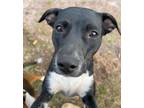 Adopt Pixie a Australian Cattle Dog / Mixed dog in WAYNESVILLE, GA (37742270)