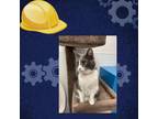 Adopt Lily a Gray or Blue Domestic Shorthair / Mixed cat in St.