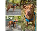 Adopt Spud a Brown/Chocolate American Pit Bull Terrier / Mixed Breed (Medium) /