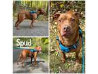 Adopt Spud a Brown/Chocolate American Pit Bull Terrier / Mixed dog in