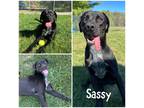 Adopt Sassy a Black Labrador Retriever / Rottweiler / Mixed dog in