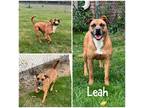 Adopt Leah a Red/Golden/Orange/Chestnut Boxer / Mixed dog in Crawfordsville