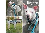 Adopt Krypto a White American Pit Bull Terrier / Mixed Breed (Medium) / Mixed