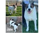 Adopt Jane a White Terrier (Unknown Type, Small) / Mixed dog in Crawfordsville