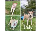 Adopt Indy a Tan/Yellow/Fawn American Pit Bull Terrier / Mixed dog in