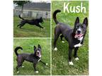 Adopt Kush a Black Husky / Collie / Mixed (short coat) dog in Crawfordsville