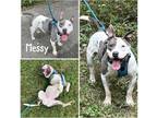 Adopt Messy a Gray/Blue/Silver/Salt & Pepper American Pit Bull Terrier / Mixed