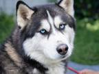Adopt Yami a Alaskan Malamute, Siberian Husky