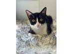Adopt Vic a Black & White or Tuxedo Domestic Shorthair (short coat) cat in