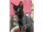 Adopt Grace a Black (Mostly) Domestic Shorthair (short coat) cat in Quincy