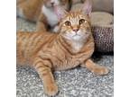Adopt Fozzie a Orange or Red Domestic Shorthair / Mixed cat in Carroll