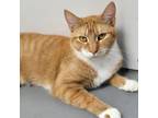 Adopt Miss Piggy a Orange or Red Domestic Shorthair / Mixed cat in Carroll