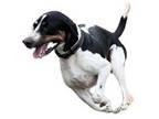 Adopt Tex a Basset Hound, Hound