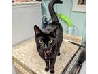 Adopt Magic a All Black Domestic Shorthair / Mixed cat in Buffalo, NY (37875337)
