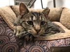 Adopt Zeba a Domestic Shorthair / Mixed (short coat) cat in Meriden